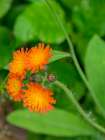 Washington State-Central Cascades-Orange Hawkweed-Hieracium aurantiacum Art Print